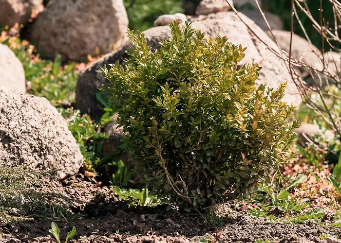Kuelmamaee Puhkemaja Otepää